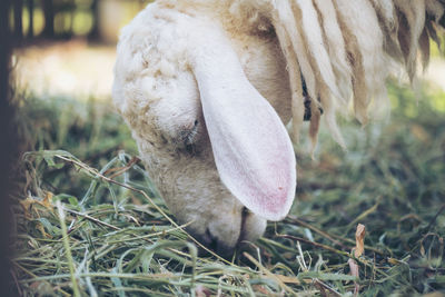 Close-up of an animal on field