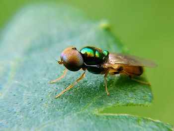 Close-up of fly on leaf