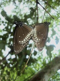 Close-up of butterfly perching on twig