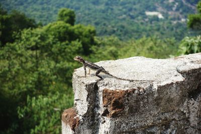 Close-up of lizard on rock