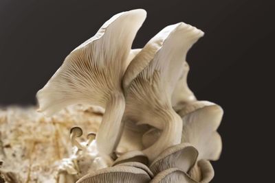 Close-up of white mushrooms