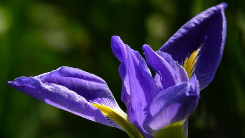 Close-up of purple crocus flowers