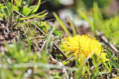 Close-up of yellow flowering plant on field