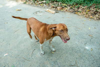 High angle view of dog standing on footpath