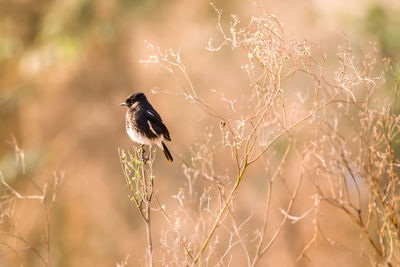 Bird perching on a plant