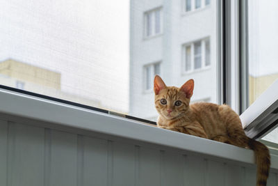 Ginger tabby kitten sits on the window sill with a protective mosquito and anti-vandal anti-cat net