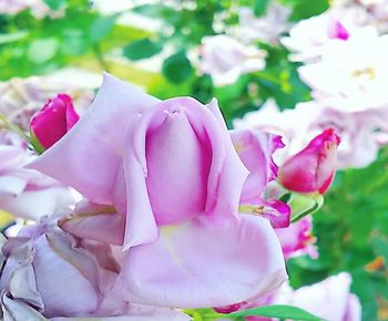 Close-up of pink roses