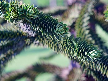 Close-up of pine tree