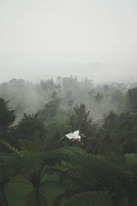 Scenic view of trees against sky