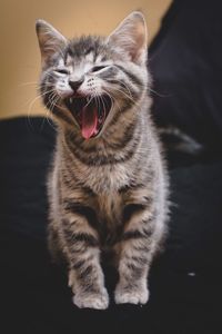 Close-up of cat yawning while sitting on chair