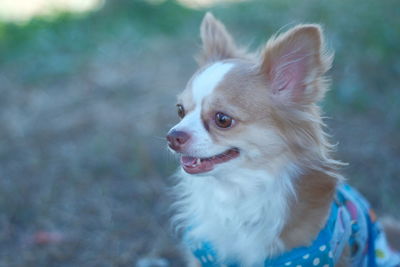 Close-up of a dog looking away