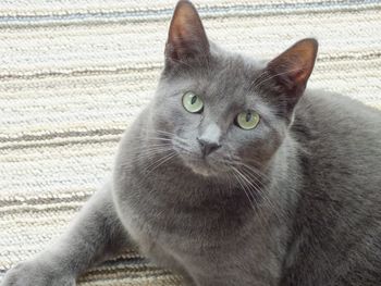Close-up portrait of cat sitting outdoors