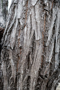 Full frame shot of tree trunk