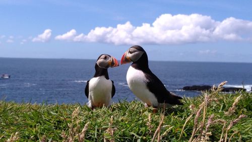 Ducks on sea shore against sky