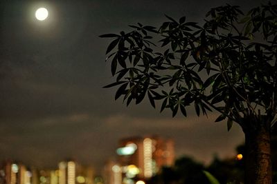 Low angle view of illuminated tree against sky at night