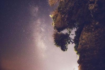 Low angle view of trees against sky at night