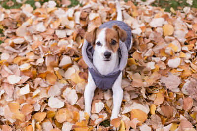 Portrait of puppy on dry leaves during autumn