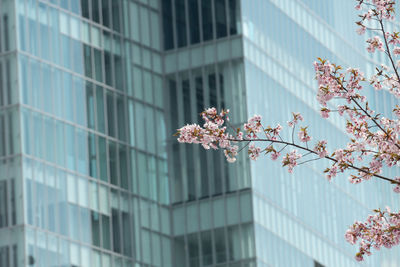 Low angle view of flowering tree against building