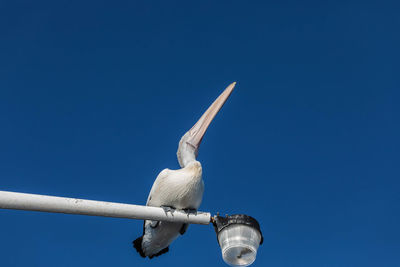 Low angle view of seagull perching on blue sky