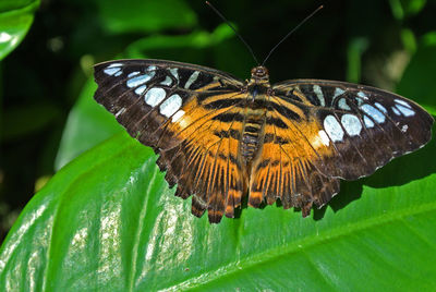 Butterfly perching on leaf