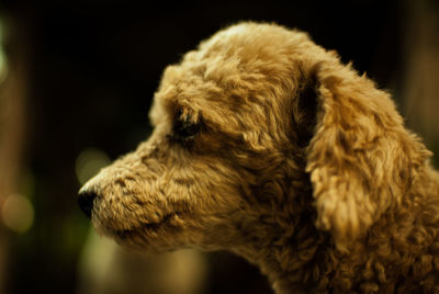 Close-up of goldendoodle 