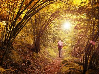 Rear view of man standing on footpath amidst trees in forest