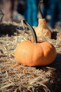 Close-up of pumpkin on land during autumn