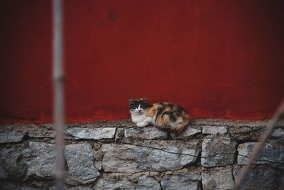 Cat relaxing on stone wall
