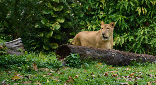 A female lion at the ragunan zoo