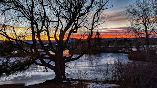 Bare trees in forest during sunset