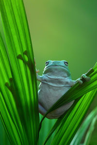 Close-up of grasshopper on green leaf
