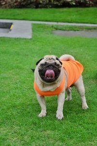 View of a dog on field