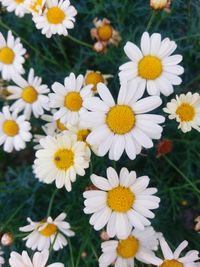 High angle view of white daisy flowers