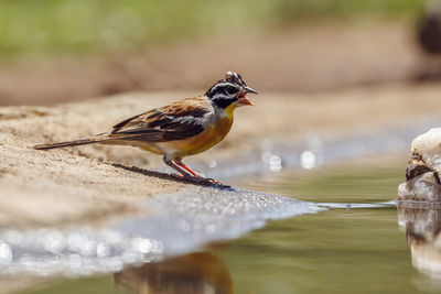 Close-up of bird on lake