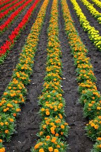 High angle view of flowering plants on land