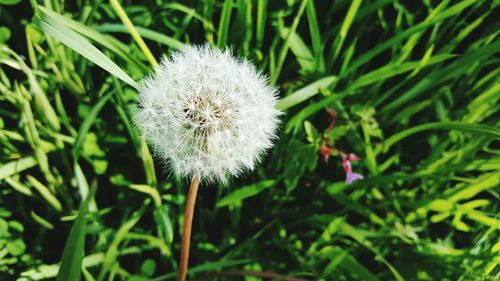 Close-up of dandelion growing on field