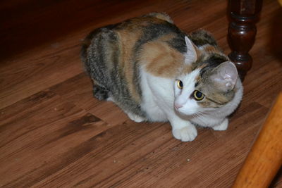 High angle portrait of cat on hardwood floor