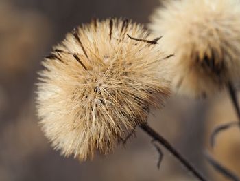 Close-up of dandelion