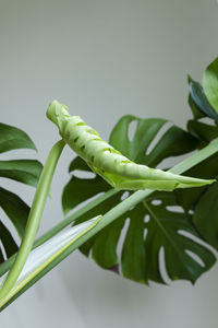 Close-up of fresh green plant against white background