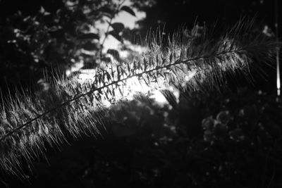 Close-up of wet silhouette trees on field