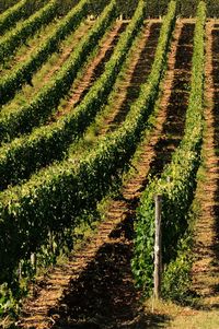 Crops growing in vineyard