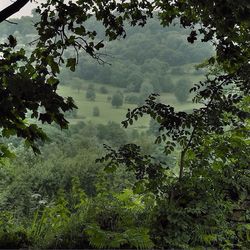 Low angle view of trees against cloudy sky