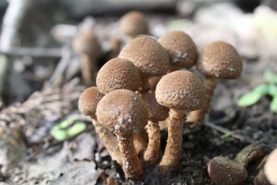 Cluster of small wild mushrooms