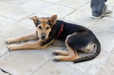 Low section of dog with man sitting