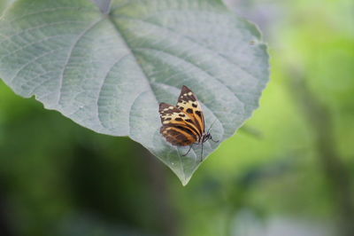 Butterfly on leaf