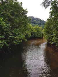 River amidst trees in forest against sky