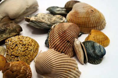 Close-up of shells on white background