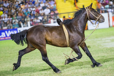 Racehorse running at track