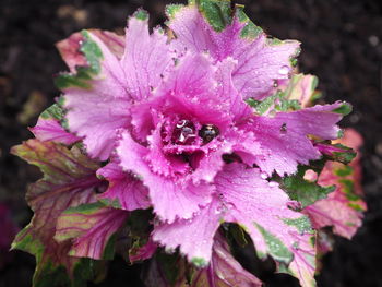 Close-up of pink flowers