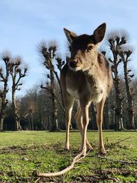 Deer standing in a field